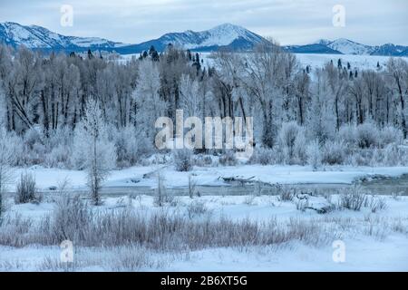 Usa, Montagne Rocciose, Wyoming, Grand Teton, Parco Nazionale, Moose Foto Stock