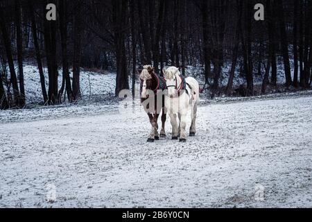 Due cavalli con imbracatura ornata nel paesaggio invernale. Foto Stock