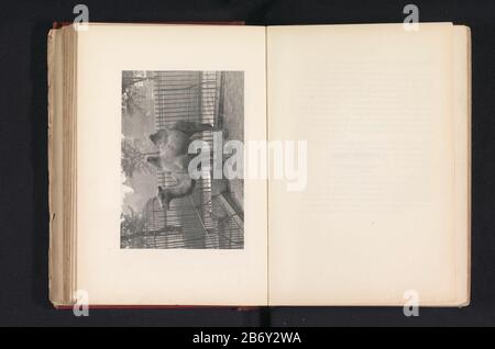 Camel voor een hek A bactrian Camel (Camelus Bactrianus) Camel for Heka bactrian Camel. (Camelus bactrianus.) (titolo oggetto) Tipo Oggetto: Stampa fotomeccanica numero Oggetto: RP-F-2001-7-403A-11 Produttore : fotografo: J. Nott Fortuné (indicato sull'oggetto) clichémaker: Stampante anonima: J. & A. LemercierPlats fabbricazione: Parigi Data: CA. 1876 - o per 1886 Materiale: Carta Tecnica: Misure di pressione leggera: Impresso: H 114 mm × W 165 mmToelichtingPrent tra le pagine 210 e 211. Oggetto: Animali incappucciati: Cammello Foto Stock