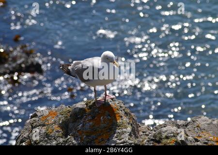 Aringa gabbiano arroccato su rocce Foto Stock