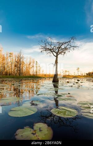 Un albero di cipresso solitaria si trova in uno stagno di ninfaeaceae sp. Al tramonto nella palude di Okefenokee della Georgia, USA. Foto Stock