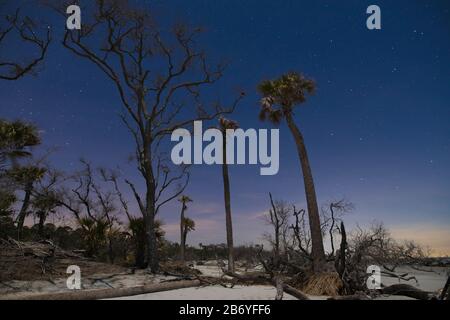 Driftwood e alberi caduti su una spiaggia di notte con stelle sullo sfondo. Foto Stock