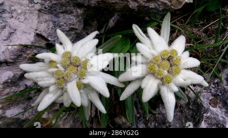 Edelweiss in montagna Foto Stock