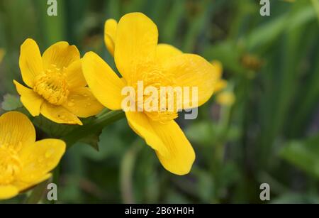 Splendidi fiori gialli e luminosi della pianta di acqua Caltha palustris, in primo piano in un ambiente naturale all'aperto. Foto Stock