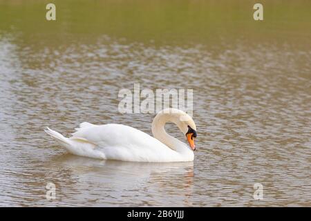 Il cigno muto è una specie di cigno e membro della famiglia degli uccelli acquatici Anatidae. Foto Stock