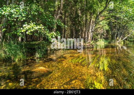 Landschaft am Fluss Czarna Hancza, bei Kanufahrern beliebter Nebenfluss der Memel in der polnischen Woiwodschaft Podlachien, Polen, Europa | paesaggista Foto Stock