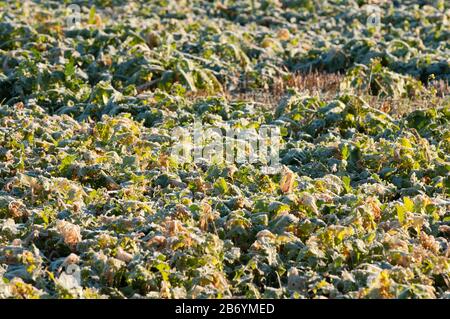 Verde vegetazione coperta di gelo in una giornata di sole Foto Stock