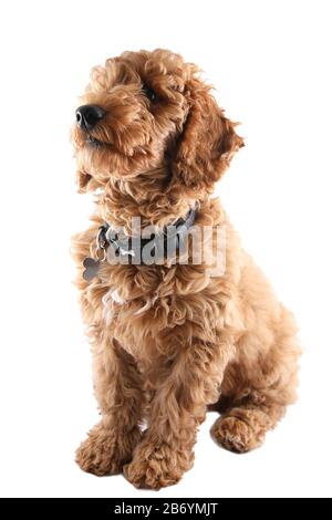 Golden Retriever croce poodle Foto Stock