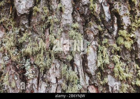Struttura di una corteccia di albero con muschio verde come una barba. Primo piano come sfondo a schermo intero. Natura sfondo legno Foto Stock