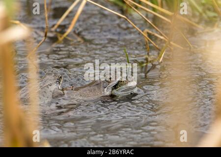 Rana rane comuni Rana temporaria e rana prime primavera accoppiamento stagione rane multiple accoppiamento e deposizione in piccolo stagno a riserva naturale. Foto Stock