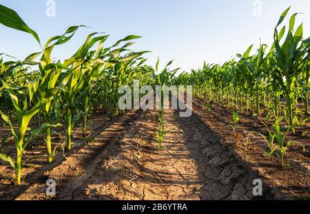 Righe di sole giovani piante di mais su un campo umido Foto Stock