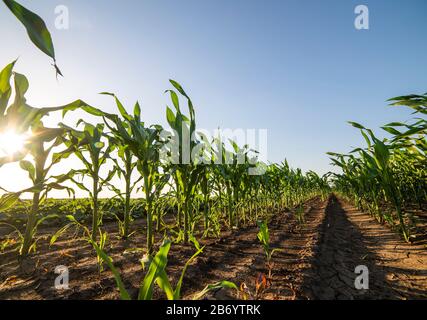 Righe di sole giovani piante di mais su un campo umido Foto Stock