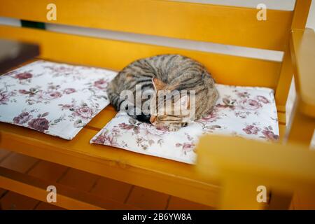 Un gatto tigre dorme dolcemente su una panca arancione, arricciato in una palla. Turchia Cat Paradise Foto Stock