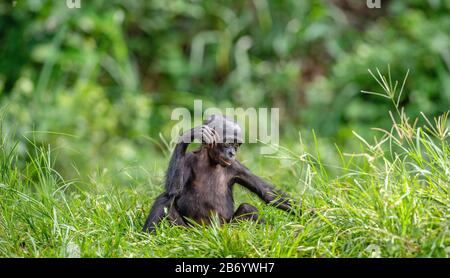 Cub di scimpanzee Bonobo. Sfondo verde naturale. Il Bonobo, nome scientifico: Pan paniscus, precedentemente chiamato il pygmy scimpanzee. Congo. Af Foto Stock