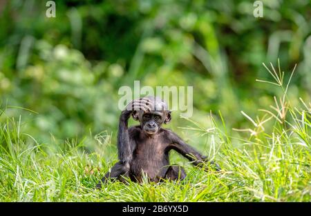 Cub di scimpanzee Bonobo. Sfondo verde naturale. Il Bonobo, nome scientifico: Pan paniscus, precedentemente chiamato il pygmy scimpanzee. Congo. Af Foto Stock