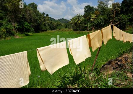 Sri Lanka, provincia di Uva, distretto di Badalkumbura, essiccazione di fogli di gomma Foto Stock