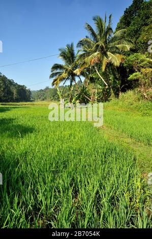 Sri Lanka, Kandy, campo di riso e palme Foto Stock