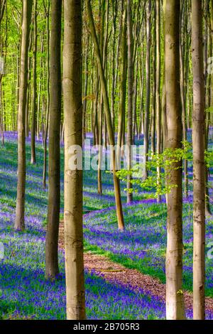 Belgio, Vlaanderen (Fiandre), Halle. Bluebell fiori (Hyacinthoides non scripta) tappeto di latifoglie foresta di faggio in primavera nel Hallerbos fore Foto Stock