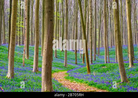 Belgio, Vlaanderen (Fiandre), Halle. Bluebell fiori (Hyacinthoides non scripta) tappeto di latifoglie foresta di faggio in primavera nel Hallerbos fore Foto Stock