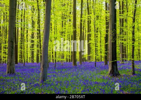 Belgio, Vlaanderen (Fiandre), Halle. Bluebell fiori (Hyacinthoides non scripta) tappeto di latifoglie foresta di faggio in primavera nel Hallerbos fore Foto Stock