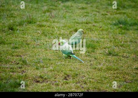 Parakeets a Kensington Gardens, Londra, Regno Unito Foto Stock