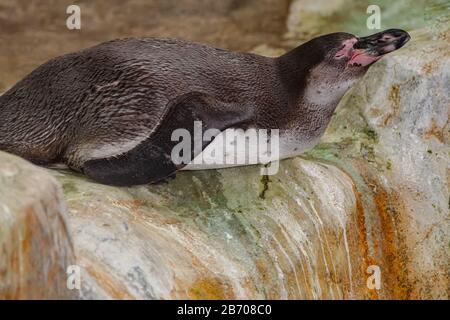 Humboldt pinguino pulcino, ( Sfeniscus Humboldti) che giana su superficie rocciosa Foto Stock