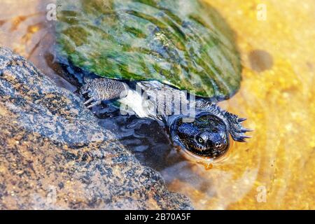 Terrapin seghettato incernierato in un ruscello nel Parco Nazionale Kruger, Sud Africa Foto Stock