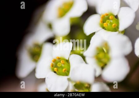 Macro foto dei delicati quattro petali dell'alyssum dolce, (Lobularia Maritima), con sfondo scuro Foto Stock