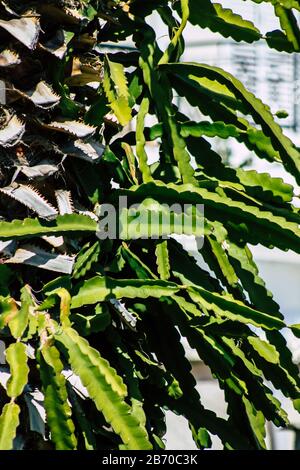 Paphos Cipro 11 marzo 2020 Vista del cactus che cresce nelle strade di Paphos nel pomeriggio Foto Stock