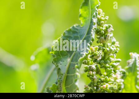 Fiori Rumex consfertus Russian dock of Horse sorrel close-up. Raccolta di erbe medicinali in estate nei prati. Foto Stock