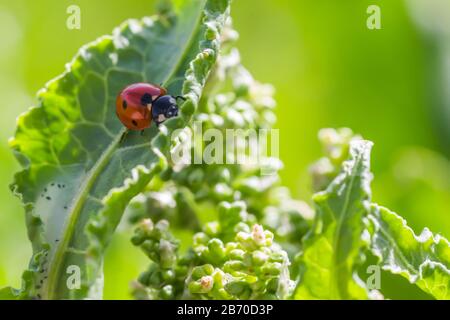 Ladybugs su fiori Rumex consfertus Russian dock of Horse sorrel close-up. Raccolta di erbe medicinali in estate nei prati. Coccinellidae, ladybirds, Foto Stock
