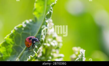 Ladybugs su fiori Rumex consfertus Russian dock of Horse sorrel close-up. Raccolta di erbe medicinali in estate nei prati. Coccinellidae, ladybirds, Foto Stock