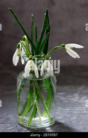 Bouquet di gocce di neve in vaso di vetro, concetto di primavera. Foto Stock