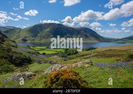 Bluebells a Rannerdale, Lake District, Cumbria, Englan, Regno Unito Foto Stock