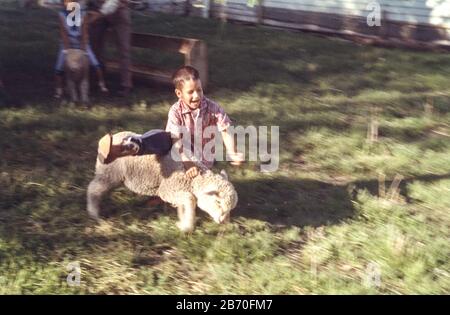 Giovane ragazzo che gode 'Mutton busting' nelle campagne degli Stati Uniti anni '50 Foto Stock
