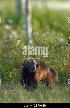 Wolverine nella natura selvaggia. Habitat naturale. Ghiottone carcajou, skunk orso, o quickhatch (gulo gulo) Foto Stock