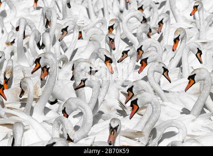 Flock of Mute Swans (Cygnus olor), Abbotsbury Swannery, Dorset, Inghilterra Foto Stock