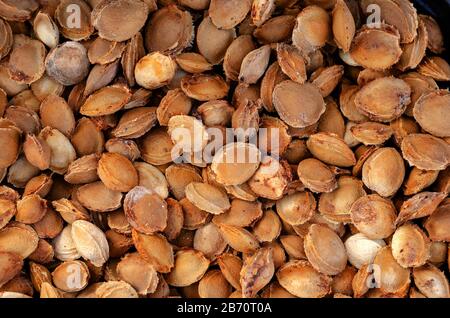Texture creata da pietre di albicocca asciutte. Fondo secco di albicocca. Vista dall'alto. Primo piano. Messa a fuoco selettiva. Foto Stock