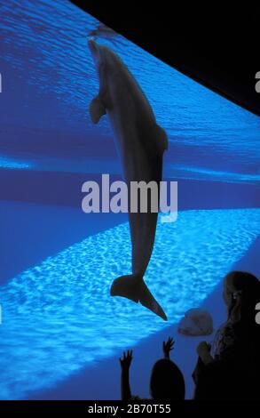 Corpus Christi, Texas, 2003: I visitatori del Texas state Aquarium guardano attraverso una finestra subacquea mentre i delfini nuotano in un grande serbatoio. ©Bob Daemmrich Foto Stock