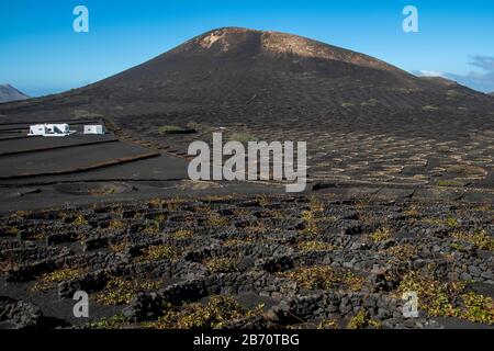 Viticoltura in una bodega a Lanzarote Foto Stock