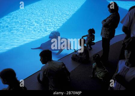 Corpus Christi, Texas, 2003: I visitatori del Texas state Aquarium guardano attraverso una finestra subacquea mentre i delfini nuotano in un grande serbatoio. ©Bob Daemmrich Foto Stock