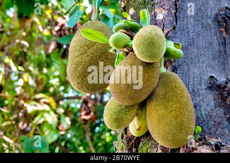 Jackfruit (Artocarpus eterophyllus) appeso ad un albero Foto Stock