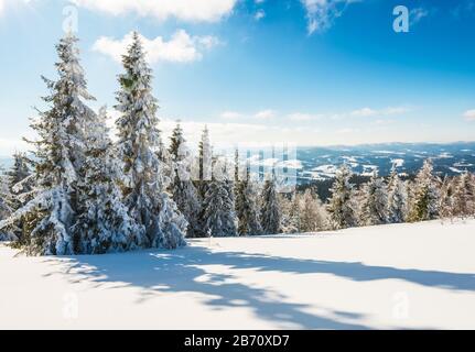 Alti e sottili abeti innevati crescono su una foresta collinare innevata in una soleggiata giornata invernale ghiacciata. Viaggio concettuale verso luoghi aspre e inesplorati del pianeta Foto Stock