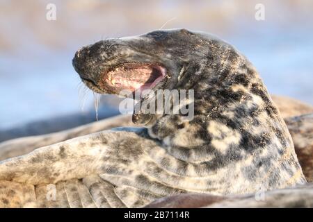 Ridente foca alla Blakeney Point Nature Reserve Foto Stock