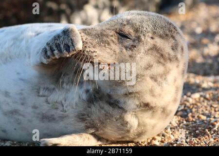 Telecamera di un cucciolo di foca alla riserva naturale di Blakeney Point Foto Stock
