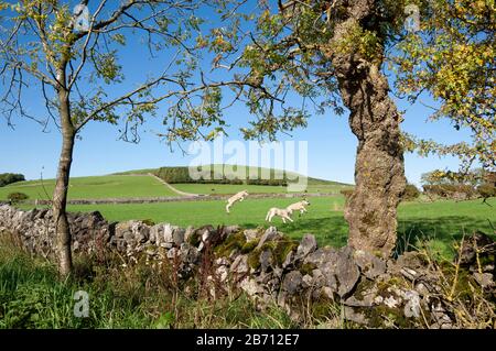 Agnelli che corrono e saltano in campo in primavera nel distretto di Peak, Regno Unito Foto Stock