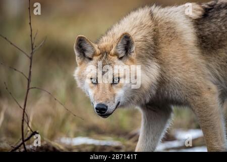 Ritratto Сlose-up di un lupo. Lupo eurasiatico, noto anche come lupo grigio o grigio, noto anche come lupo in legno. Nome scientifico: Canis lupus lupus. Natura Foto Stock