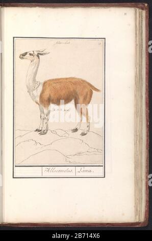 Lama (lama glama) Allocamelus lama (titel op Object) Llama, con colletto. Numerato in alto a destra: 10. In cima al nome in latino. Parte del secondo album con disegni di quadrupeds. I secondi dodici album con disegni di animali, uccelli e piante sono noti intorno al 1600, commissionato dall'imperatore Rudolf II Con Note in olandese, latino e francese. Produttore : artista: Anselm Boëtius The Boodt (listed property) Luogo fabbricazione: Praga Data: 1596 - 1610 caratteristiche Fisiche: Pennello in acquerello e colore del corpo a colori, aumentato con il colore bianco del corpo, matita, penna e marrone materiale : acquerello pa Foto Stock