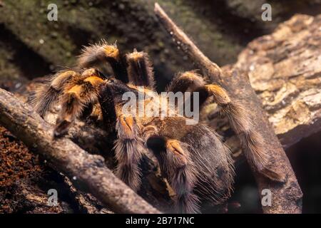 Primo piano di una tarantola messicana (brachipelma harmori) Foto Stock