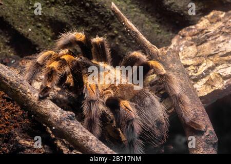 Primo piano di una tarantola messicana (brachipelma harmori) Foto Stock